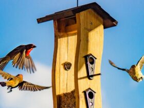 Wooden Bird House