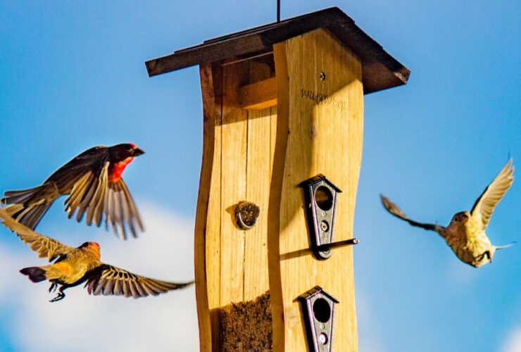 Wooden Bird House