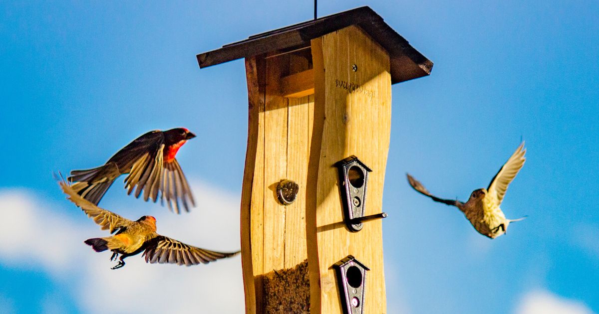 Wooden Bird House