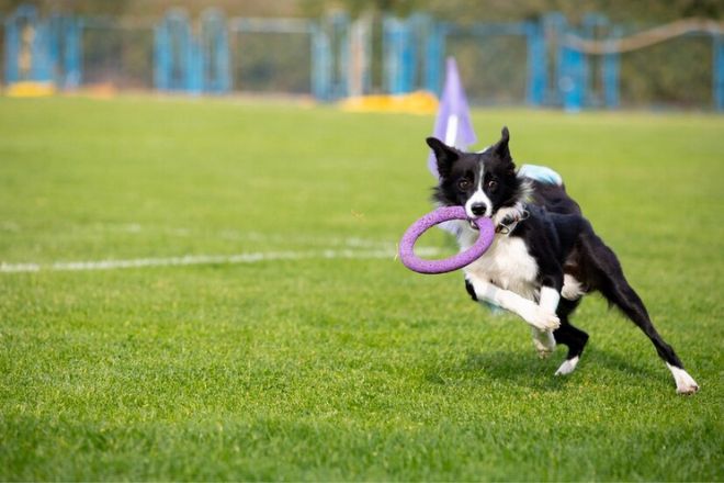 Specialised Dog Training Methods