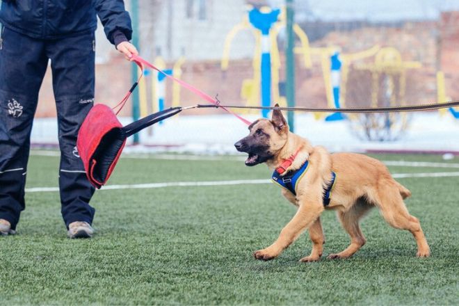 Specialised Dog Training Methods