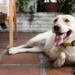 Effective Dog Behavior Modification Tips